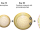 A graphic showing the cells' development.